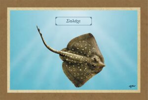 ΣΑΛΑΧΙ – Καμβάς
