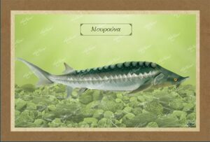 ΜΟΥΡΟΥΝΑ – Καμβάς