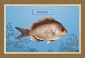 ΚΑΛΟΓΡΙΑ – Καμβάς