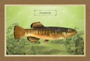 ΖΑΧΑΡΙΑΣ – Καμβάς