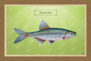 ΤΣΙΡΟΝΑΚΙ – Καμβάς