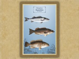 Οικογένεια Σερανιδών (τα ατίθασα) – Καμβάς