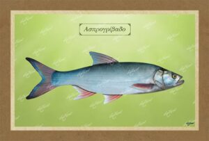 ΑΣΠΡΟΓΡΙΒΑΔΟ – Καμβάς