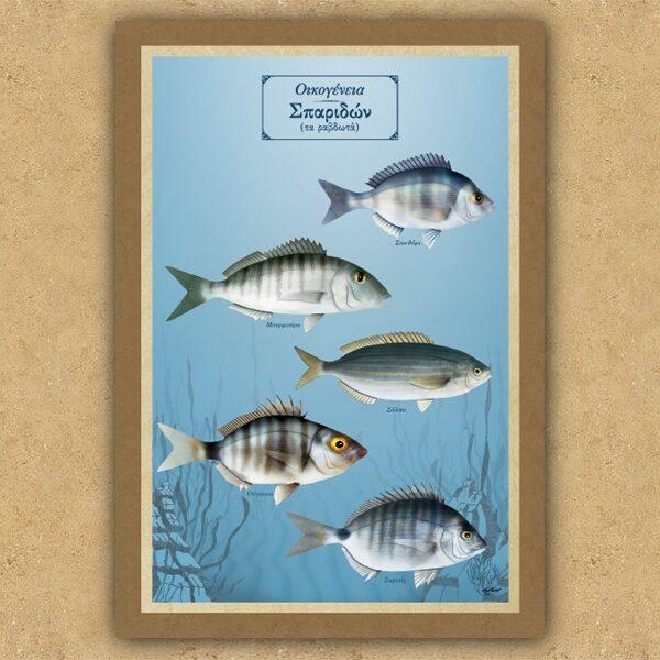 Οικογένεια Σπαριδών (τα ραβδωτά) - Καμβάς