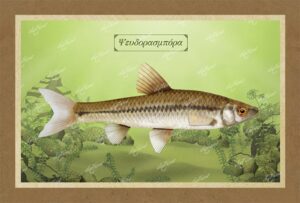 ΨΕΥΔΟΡΑΣΜΠΟΡΑ – Καμβάς