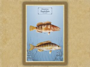 Οικογένεια Σερανιδών (τα μικρά) – Καμβάς
