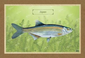 ΣΙΡΚΟ – Καμβάς